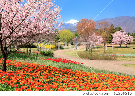 Tulip fields and northern Alps 61506519