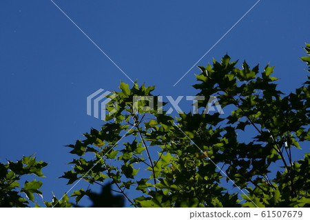 Clear sky and green maple Clear sky and green maple 61507679