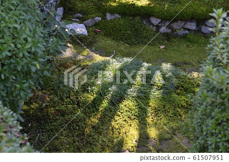 Kim commando Komyoji Temple Temple Obstetrician Kim commando Komyoji Temple Temple Obstetrician 61507951