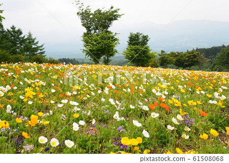 Nasu Flower World 2019-6-2 # 19 61508068