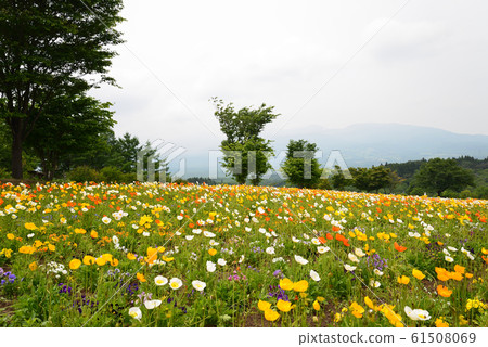 Nasu Flower World 2019-6-2 # 18 61508069