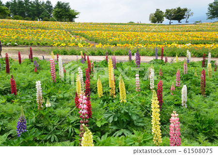 Nasu Flower World 2019-6-2 # 12 61508075