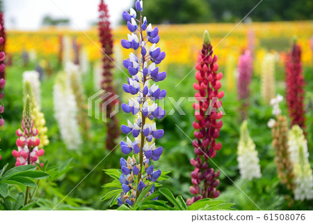 Nasu Flower World 2019-6-2 # 11 61508076