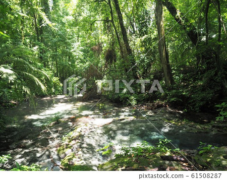 <Mexico> Nature of Palenque National Park <Mexico> Nature of Palenque National Park 61508287