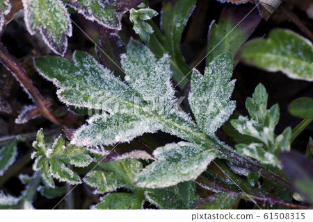 The pattern of the frost column on the leaves is interesting The pattern of the frost column on the leaves is interesting 61508315