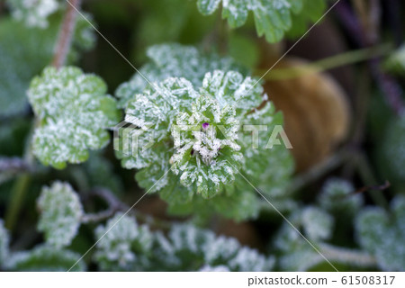 Interesting pattern of frost pillars on leaves 61508317