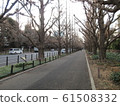 Aoyama ginkgo trees in winter 61508332