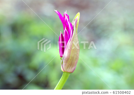 Nerine（鑽石百合）芽 61508402