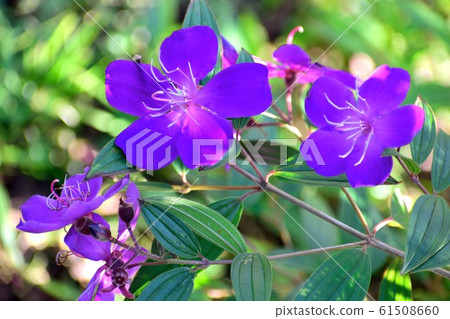 "Little Angel" Novost flower up 61508660
