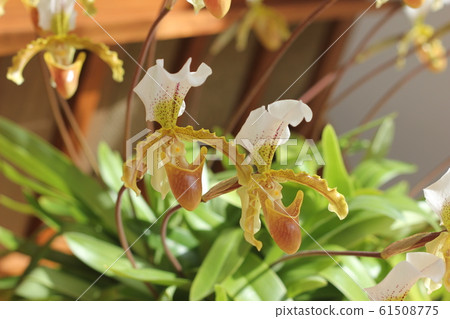 Orchid (Paphiopedilum) Orchid (Paphiopedilum) 61508775