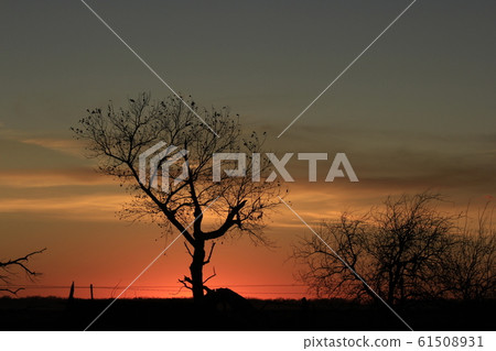 Colorful Country Kansas sunset with sky and cloud's with tree Silhouettes. 61508931