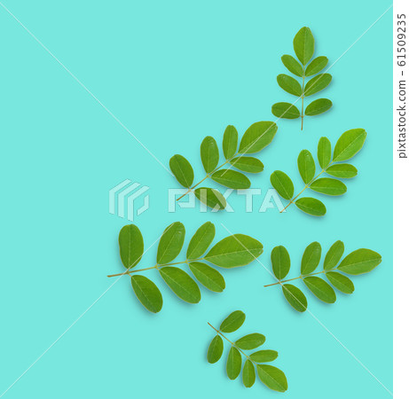 Horse radish tree on a background Horse radish tree on a background 61509235