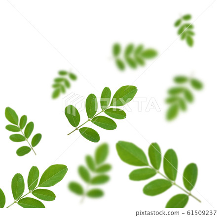 Horse radish tree on white background Horse radish tree on white background 61509237
