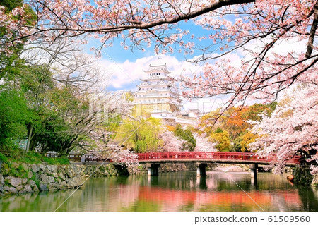 Himeji Castle and Sakura Himeji Castle and Sakura 61509560
