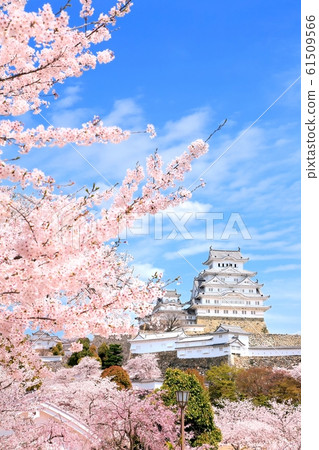 Himeji Castle and Sakura Himeji Castle and Sakura 61509566