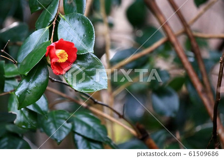 Camellia 61509686