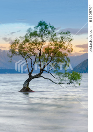Alone Tree in Wanaka water lake  61509764