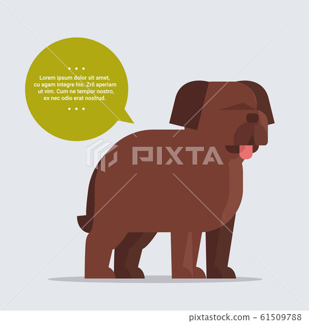 briard long haired dog with chat bubble speech furry human friend home animal concept full length briard long haired dog with chat bubble speech furry human friend home animal concept full length 61509788