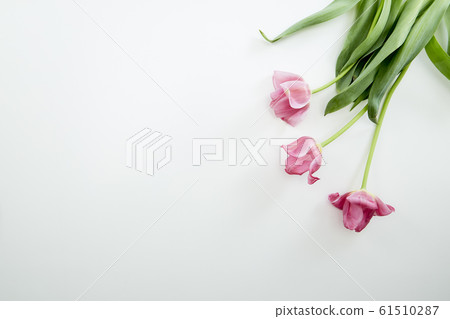 Pink Tulips Flowers on White Background 61510287