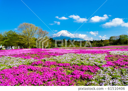 Mt. Fuji and Shibazakura (Fuji Shibazakura Festival) Mt. Fuji and Shibazakura (Fuji Shibazakura Festival) 61510406