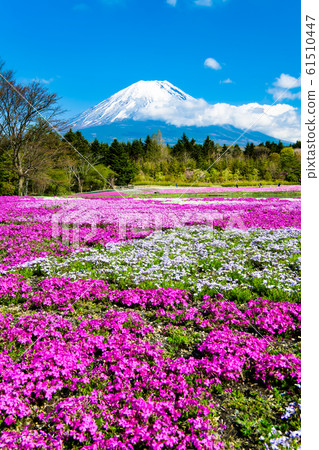 富士山和芝櫻(富士芝櫻節) 富士山和芝櫻(富士芝櫻節) 61510447