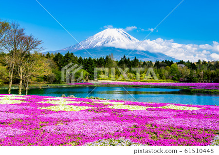 Mt. Fuji and Shibazakura (Fuji Shibazakura Festival) 61510448