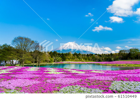 富士山和芝櫻(富士芝櫻節) 富士山和芝櫻(富士芝櫻節) 61510449