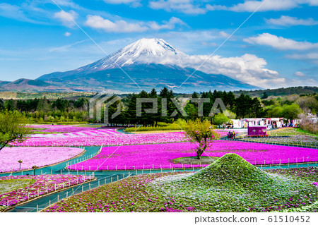 富士山和芝櫻（富士芝櫻節） 61510452