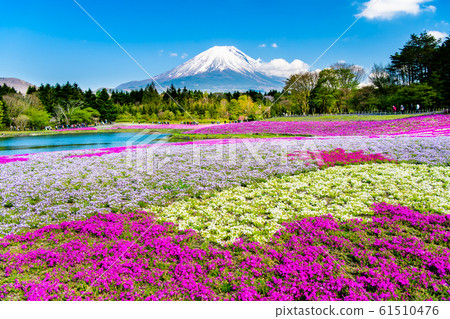 富士山和芝櫻（富士芝櫻節） 61510476