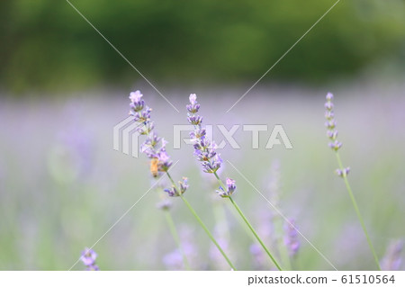 Lavender flowers 61510564