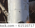 Photo of birch skin 61510717