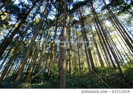 Hachioji Shrine Forest 61511024
