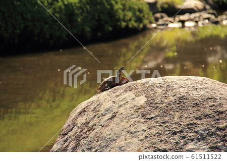 Turtle to dry the shell Turtle to dry the shell 61511522