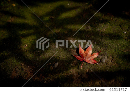 Autumn leaves 61511717