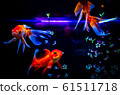金魚 61511718