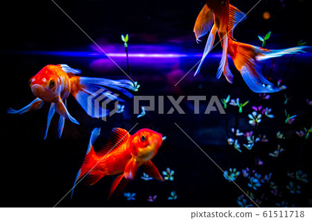 Goldfish   61511718