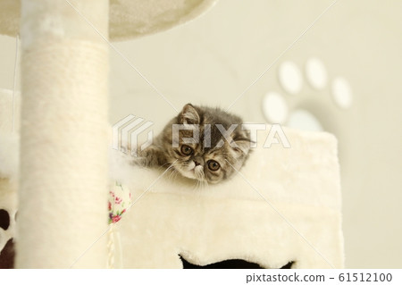 異國情調的短髮 異國情調的短髮 61512100