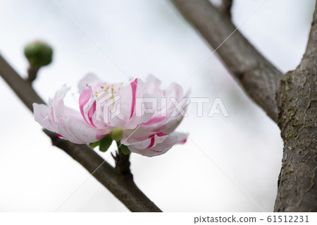 台灣，櫻花，八重櫻，台灣，櫻花，八重櫻，台灣，櫻花，八重櫻， 61512231