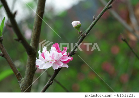 台灣,櫻花,八重櫻,台灣,櫻花,八重櫻,台灣,櫻花,八重櫻, 台灣,櫻花,八重櫻,台灣,櫻花,八重櫻,台灣,櫻花,八重櫻, 61512233