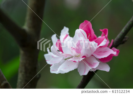 台灣，櫻花，八重櫻，台灣，櫻花，八重櫻，台灣，櫻花，八重櫻， 61512234