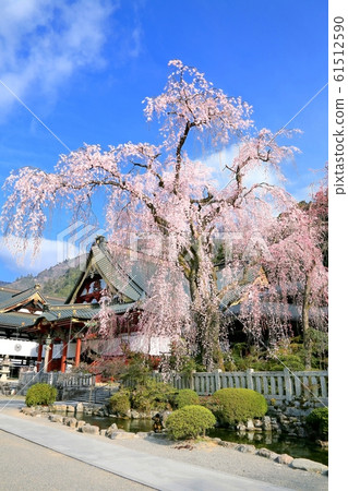 Fringed cherry blossoms of Chofuji temple Fringed cherry blossoms of Chofuji temple 61512590