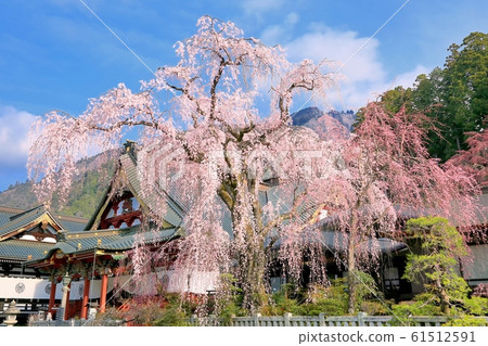 Fringed cherry blossoms of Chofuji temple Fringed cherry blossoms of Chofuji temple 61512591