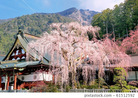 Fringed cherry blossoms of Chofuji temple 61512592