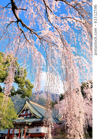 Fringed cherry blossoms of Chofuji temple Fringed cherry blossoms of Chofuji temple 61512596