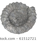 Ammonite 61512721