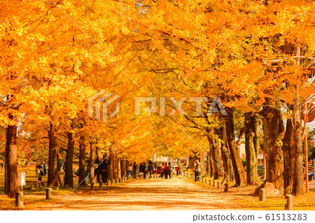 Metasequoia tree-lined autumn Metasequoia tree-lined autumn 61513283