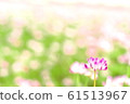 Renge 61513967