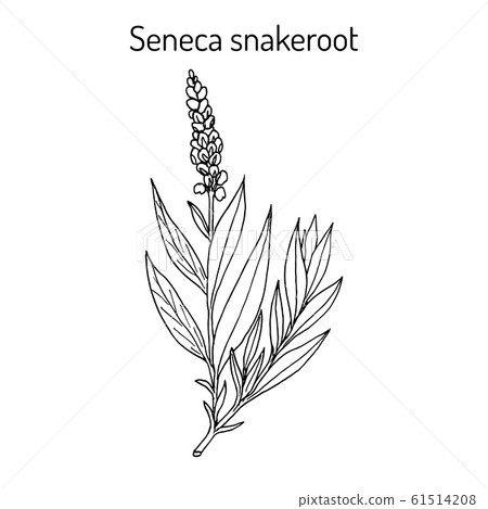Seneca snakeroot Polygala senega , medicinal plant Seneca snakeroot Polygala senega , medicinal plant 61514208