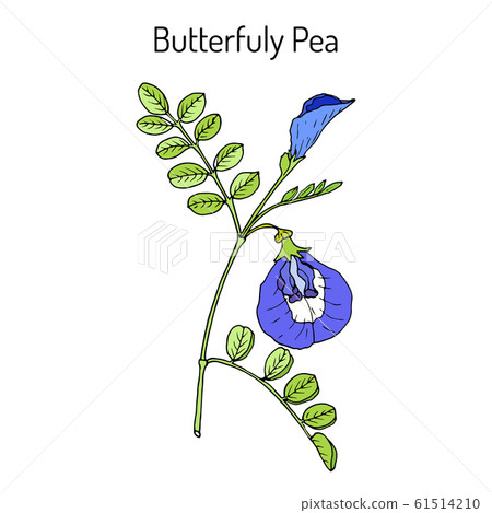Butterfly pea litoria ternatea , or bluebellvine, medicinal plant 61514210