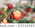 Red and yellow bicolor roses 61514583